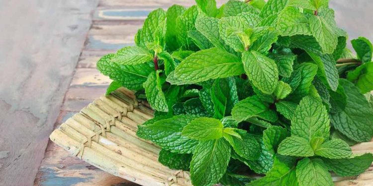 فوائد مذهلة لماء النعناع للشعر تعرفي عليها