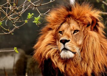 ثمانية أسود تصاب بفيروس كورونا في حديقة للحيوان