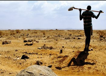 “زوجة حفار القبور” يفوز بجائزة ذهبية