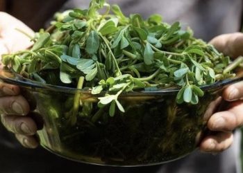 فوائد الرجلة لمرضى السرطان