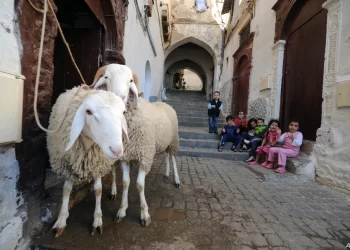 عيد الأضحى مع مولود جديد.. نصائح لتنظيم يوم هادئ وآمن للأم ورضيعها