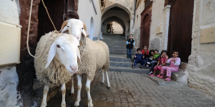 عيد الأضحى مع مولود جديد.. نصائح لتنظيم يوم هادئ وآمن للأم ورضيعها